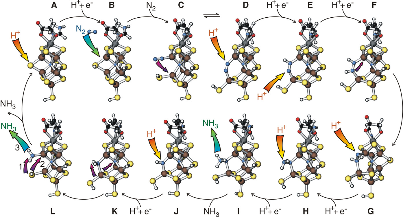 mechanism of nitrogenase